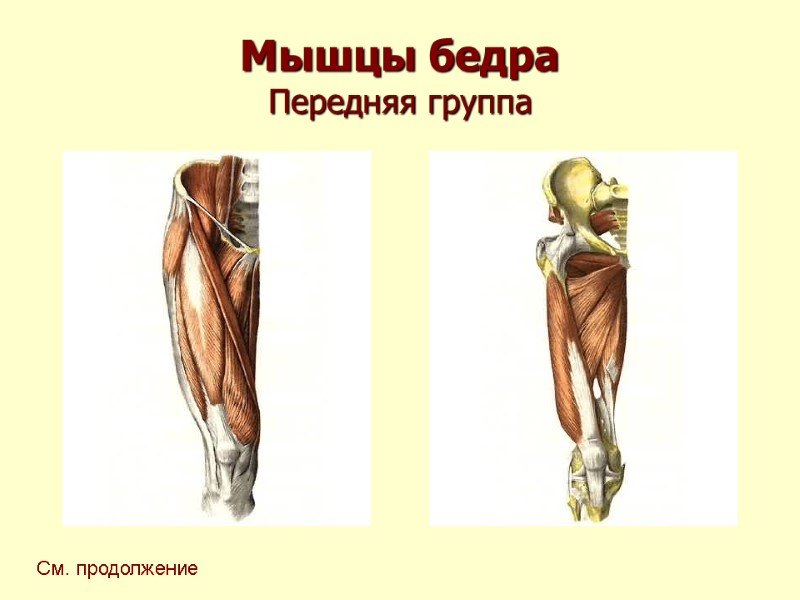 Мышцы бедра Передняя группа См. продолжение